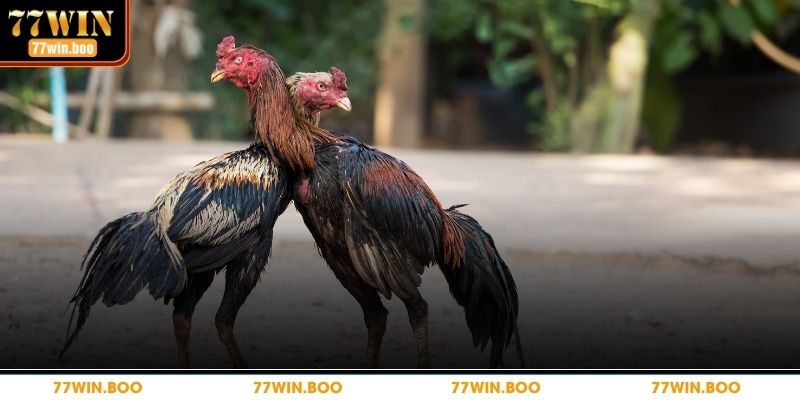 Thuật Ngữ Đá Gà Phổ Biến Mà Dân Cá Cược Cần Phải Biết Các thuật ngữ bạn cần biết khi chơi