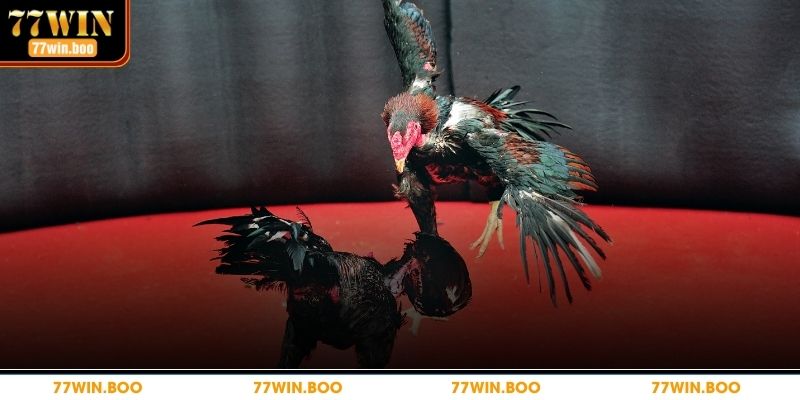 Đá Gà Cựa Dao – Trò Cá Cược Hấp Dẫn Không Nên Bỏ Lỡ Chi tiết cách chơi dễ dàng cho bạn