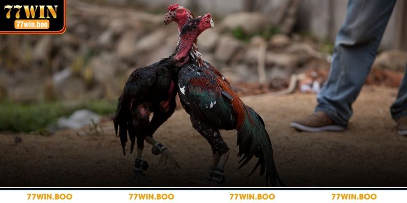 Chi tiết chiến thuật chơi đá gà cho bạn