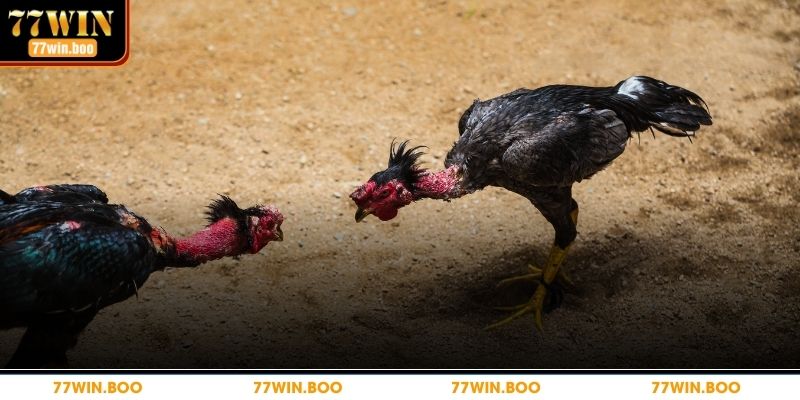 Thuật Ngữ Đá Gà Phổ Biến Mà Dân Cá Cược Cần Phải Biết Chi tiết vai trò của thuật ngữ đá gà