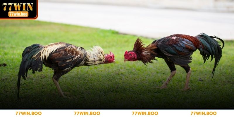 Đá Gà Cựa Dao – Trò Cá Cược Hấp Dẫn Không Nên Bỏ Lỡ Chi tiết đá gà cựa dao tại nhà cái