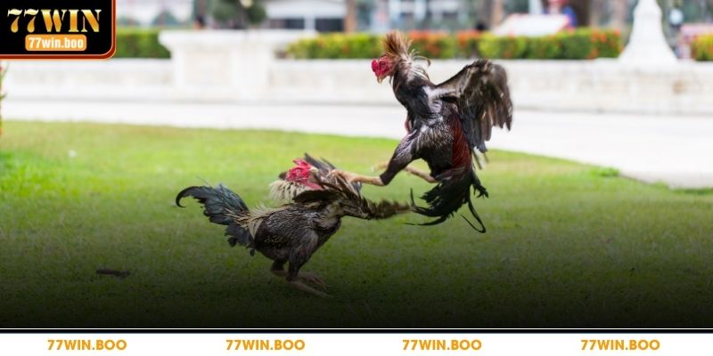 Đá Gà Cựa Sắt – Mẹo Chơi Đỉnh Cao Giúp Bạn Thắng Cược Cơ bản về luật chơi đá gà