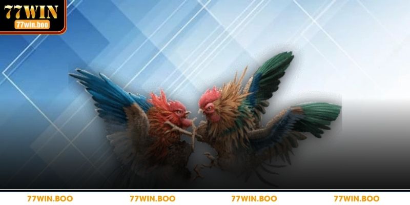 Đá gà 77WIN mang lại nhiều pha đấu mãn nhãn 