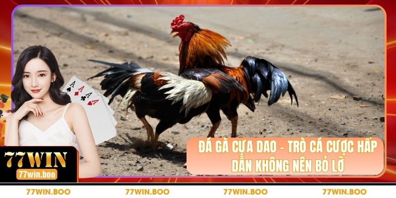 Đá Gà Cựa Dao – Trò Cá Cược Hấp Dẫn Không Nên Bỏ Lỡ