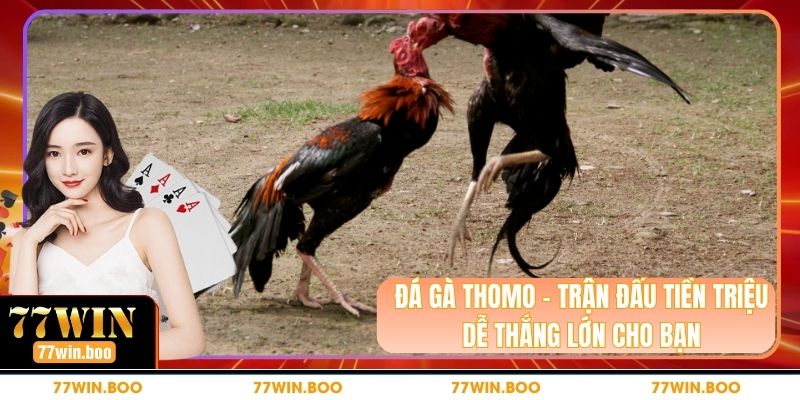 Đá Gà Thomo – Trận Đấu Tiền Triệu Dễ Thắng Lớn Cho Bạn