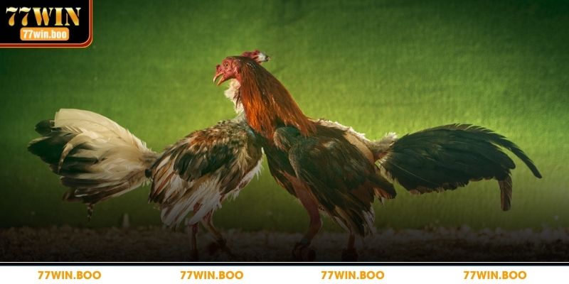 Đá Gà Cựa Sắt – Mẹo Chơi Đỉnh Cao Giúp Bạn Thắng Cược Giới thiệu chi tiết về đá gà cựa sắt