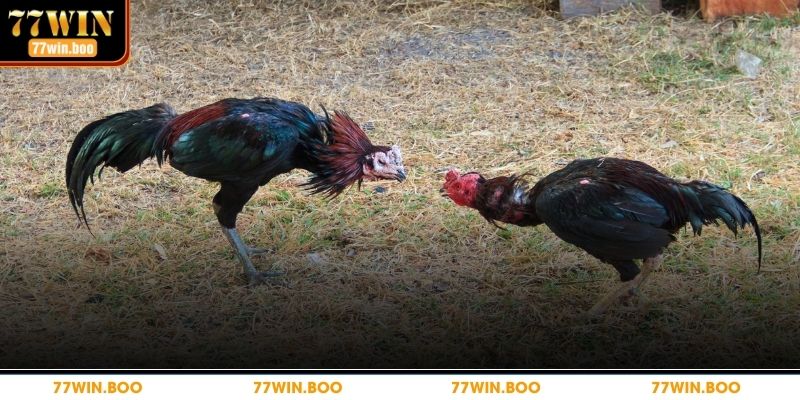 Đá Gà Cựa Dao – Trò Cá Cược Hấp Dẫn Không Nên Bỏ Lỡ Khám phá mẹo chơi đá gà hấp dẫn