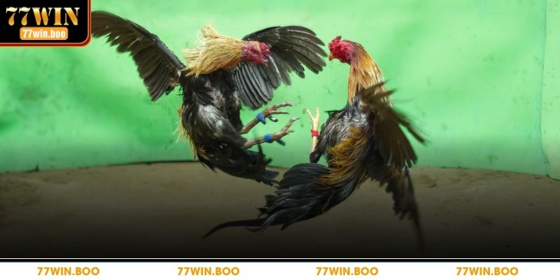 Đá Gà Cựa Sắt – Mẹo Chơi Đỉnh Cao Giúp Bạn Thắng Cược Mẹo chơi đá gà dễ dàng chiến thắng