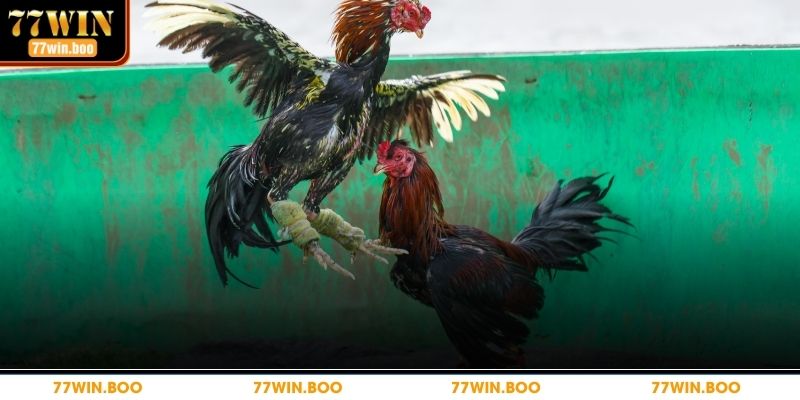 Thuật Ngữ Đá Gà Phổ Biến Mà Dân Cá Cược Cần Phải Biết Một số hiểu lầm phổ biến bạn cần biết