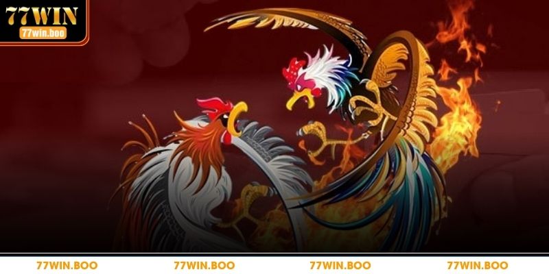 Tham gia trận đấu với những chiến kê mạnh mẽ 